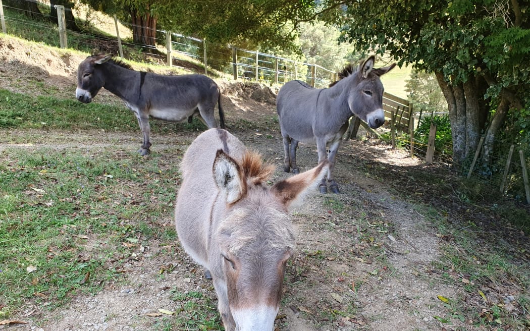 Holly the Mediterranean donkey with her friends
