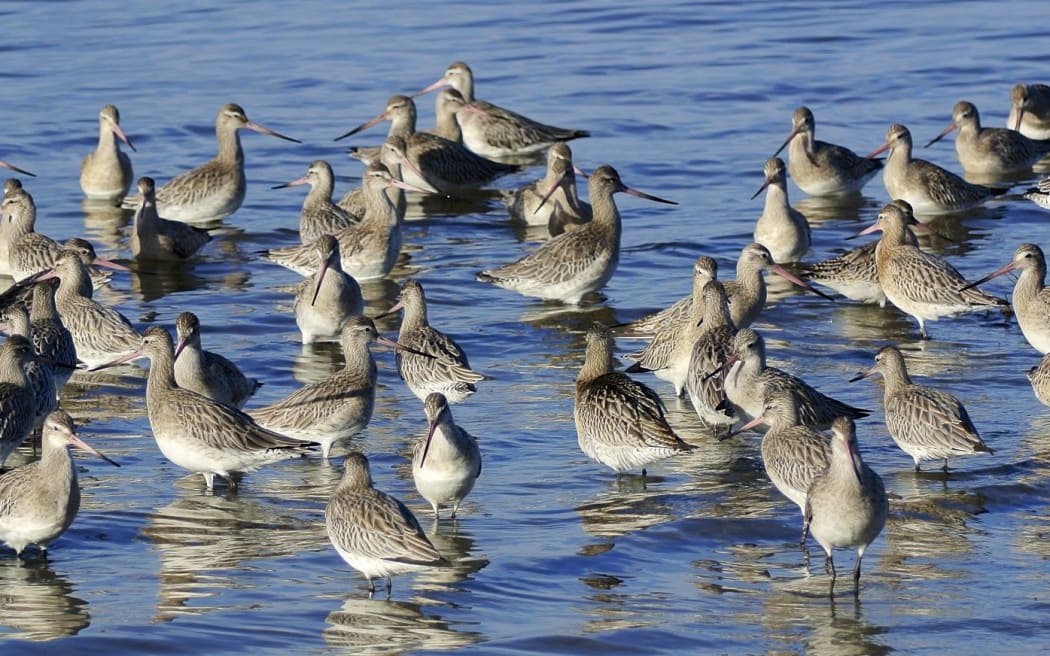 200 bar-tailed godwits have arrived in Christchurch this week.