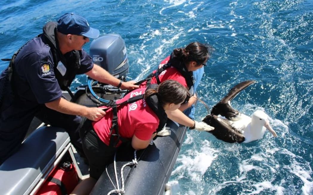 A northern royal albatross, or Toroa, has just been released into the wild off the coast of Wellington.