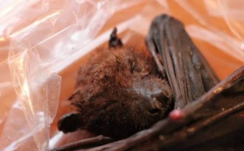 Native Australian bat not seen in NZ for a century found in Blenheim ...