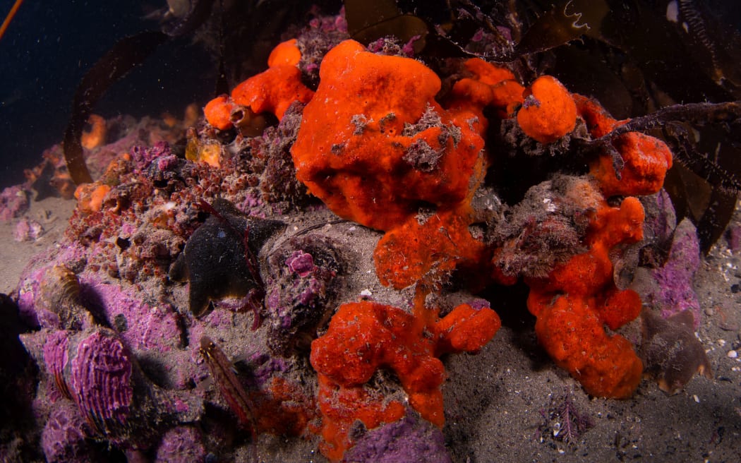 Sea sponge used in Wellington microplastics study