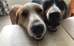 Knees and Bandit have started to show aggression to men that approach the house when their owner, Kristina, is home alone with the kids