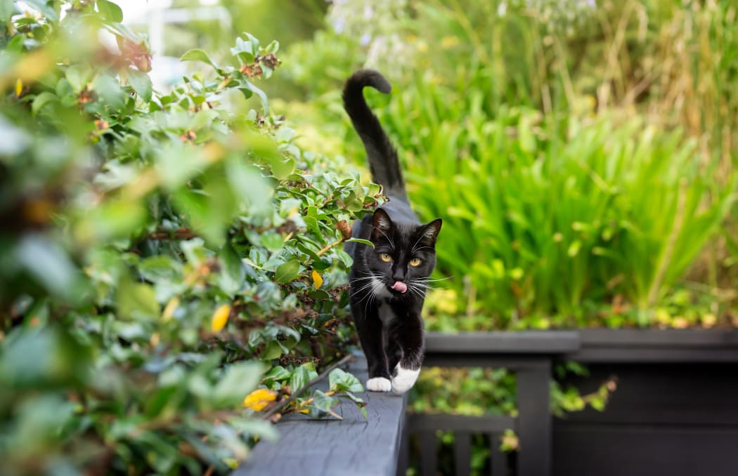 Corinna Bennett's cat, Bubbles