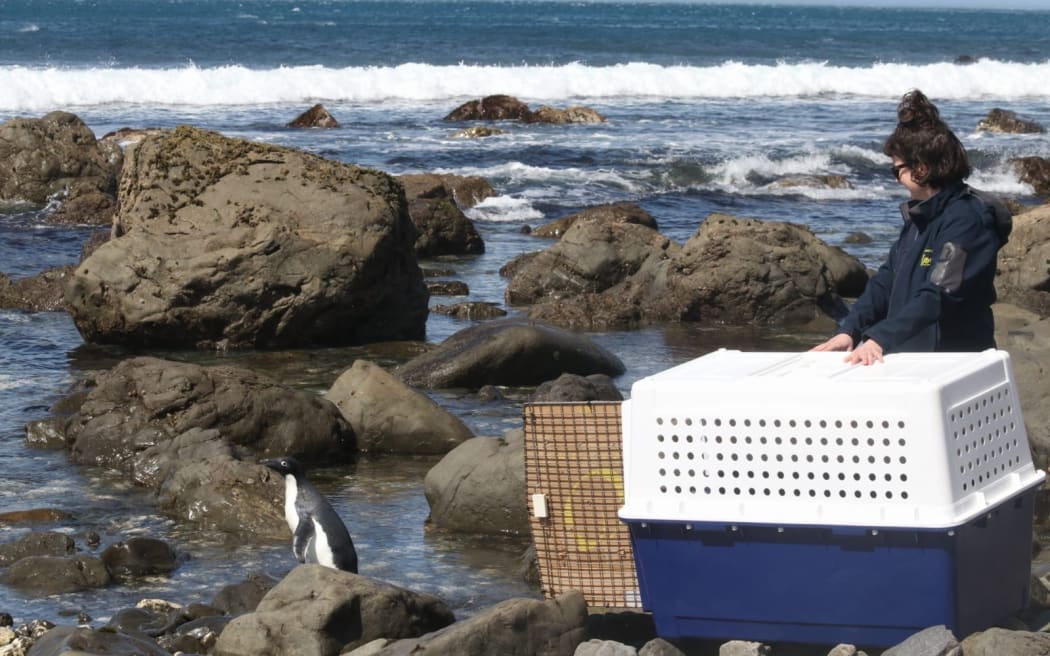 Adélie penguin in Wellington.