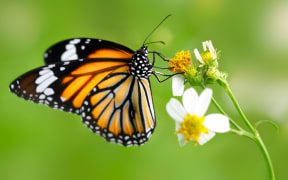 Closeup butterfly on flower (Common tiger butterfly)