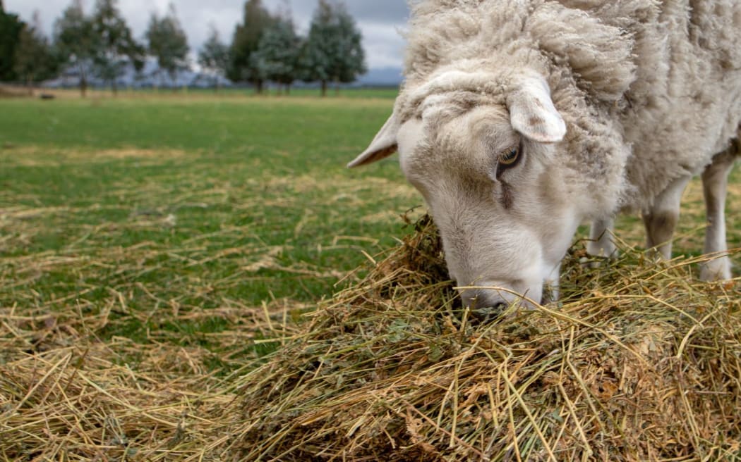 A ram eats lucerne hay as a supplementary feed in the winter time on a lifestyle block