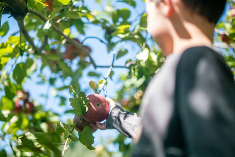 Whole fruits contain naturally occurring sugars that are healthy and provide kids with energy.