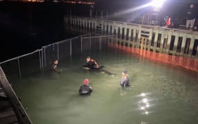 The orca is currently in a temporary pen, using the boat ramp and fencing, and is being cared for around-the-clock by volunteers