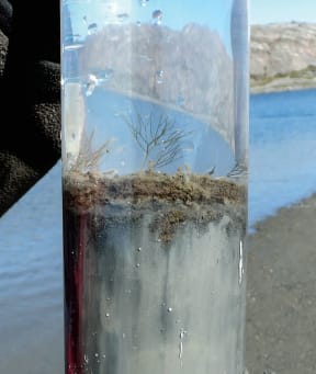 Anthropocene