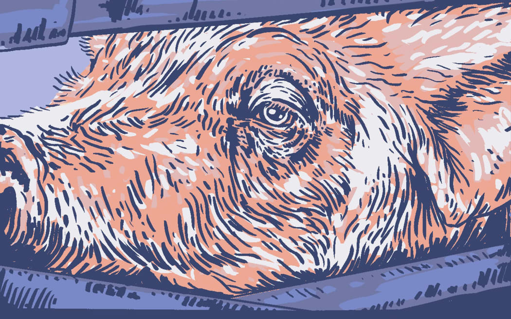 Stylised illustration of a pig's face in a crate