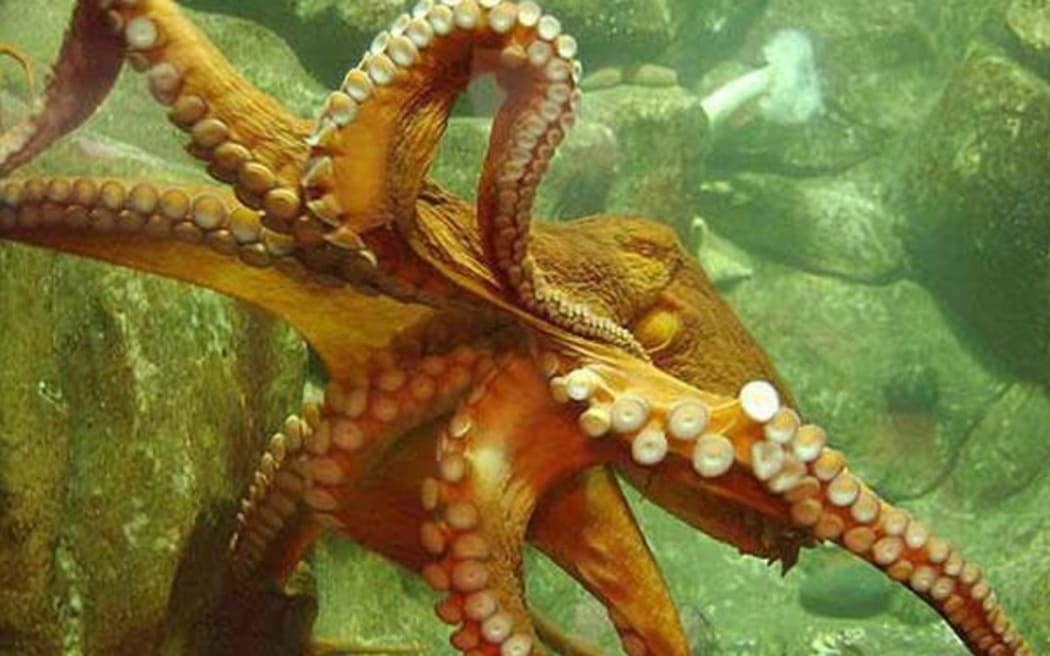 On Ecstasy, Octopuses Reached Out for a Hug - The New York Times