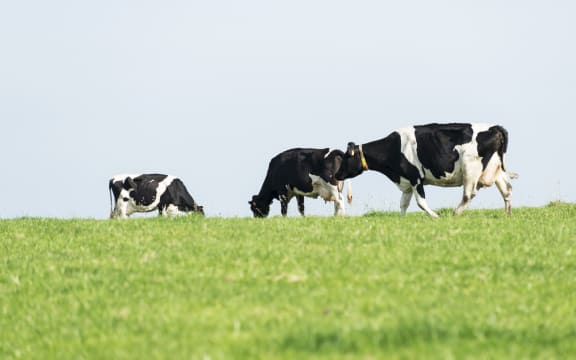 Cows grazing on grass. (File photo)