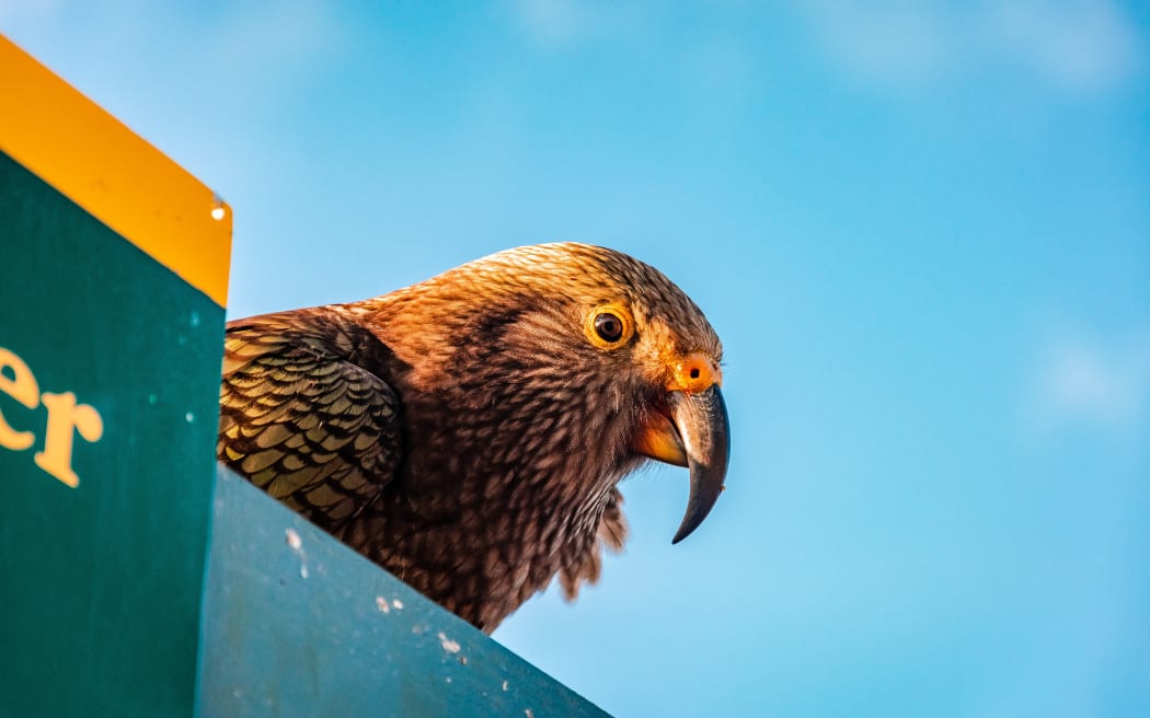 A kea sits on a Department of Conservation sign.