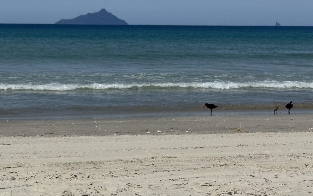 Calm, warm sea conditions at Bream Bay's Uretiti beach over the weekend (SUBS: (202601110 and 11) helped encourage the sudden start of a summer outbreak of microscopic jellyfish attacking swimmers, there and at Ruakākā beach