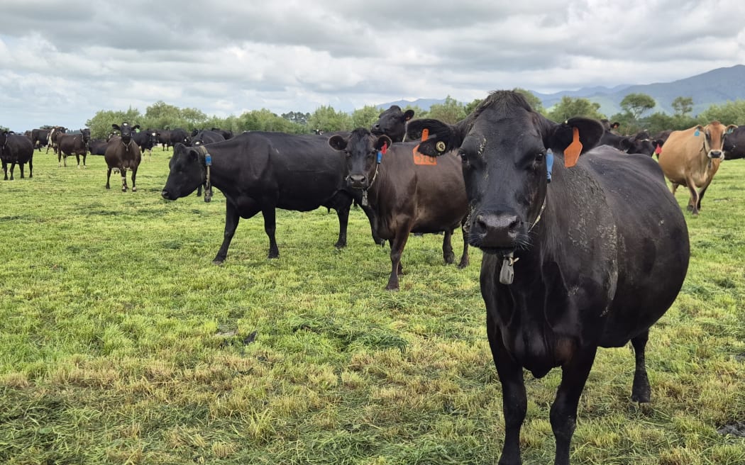 Dairy cows graze beneath the Ruahine Range.