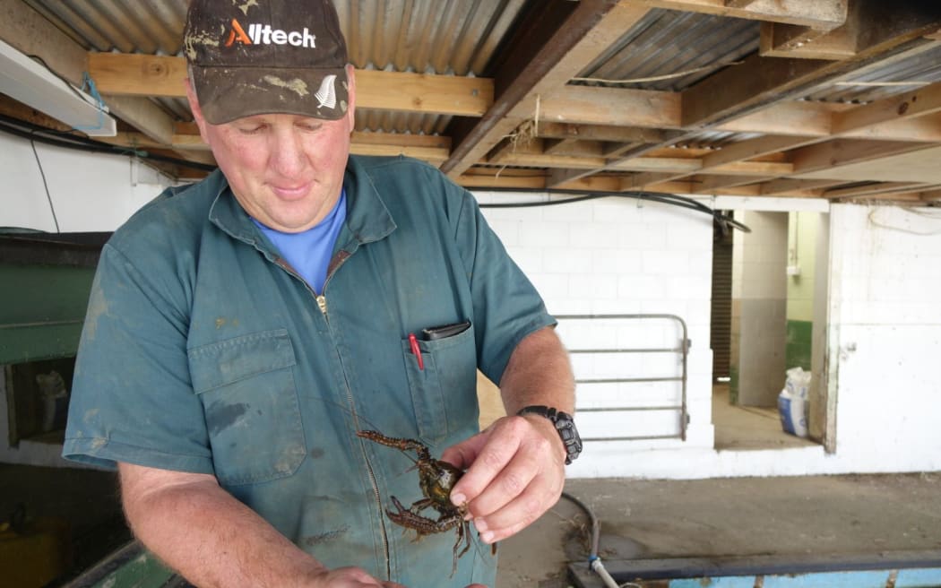 Ben Smith and a koura from his fish tank.
