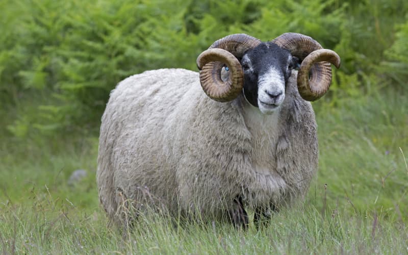 Animal expert explains why rams attack, dangers of being cornered | RNZ