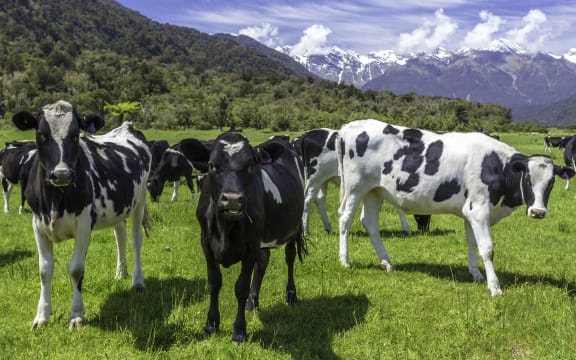 dairy cows grazing in a field with New Zealand mountain in the distance