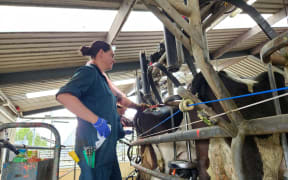 Artificial insemination technician at work