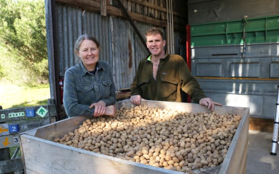 Walnut harvesting at Lightfoot Walnuts