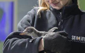 Three gentoo penguin chicks have been born at SEA LIFE Kelly Tarlton's Aquarium in Auckland.