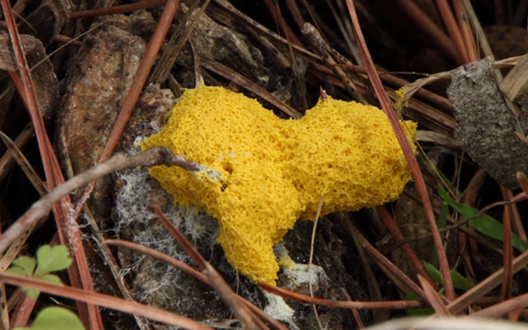 Dog vomit slime mould
