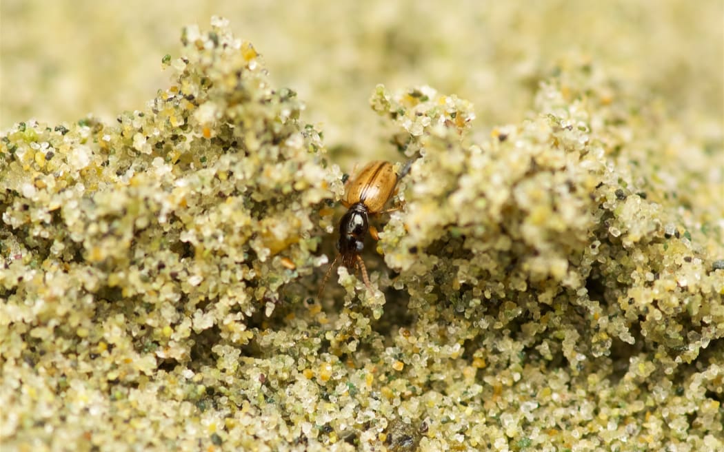 Back Beach Beetle