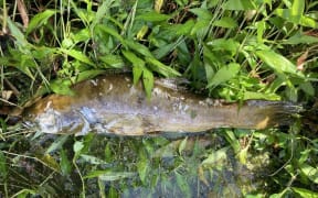 The discovery of dead tench in Kotuku Lake and Waterstone Lake in Paraparaumu suggests the invasive species has been illegally released, Kāpiti Coast District Council says.