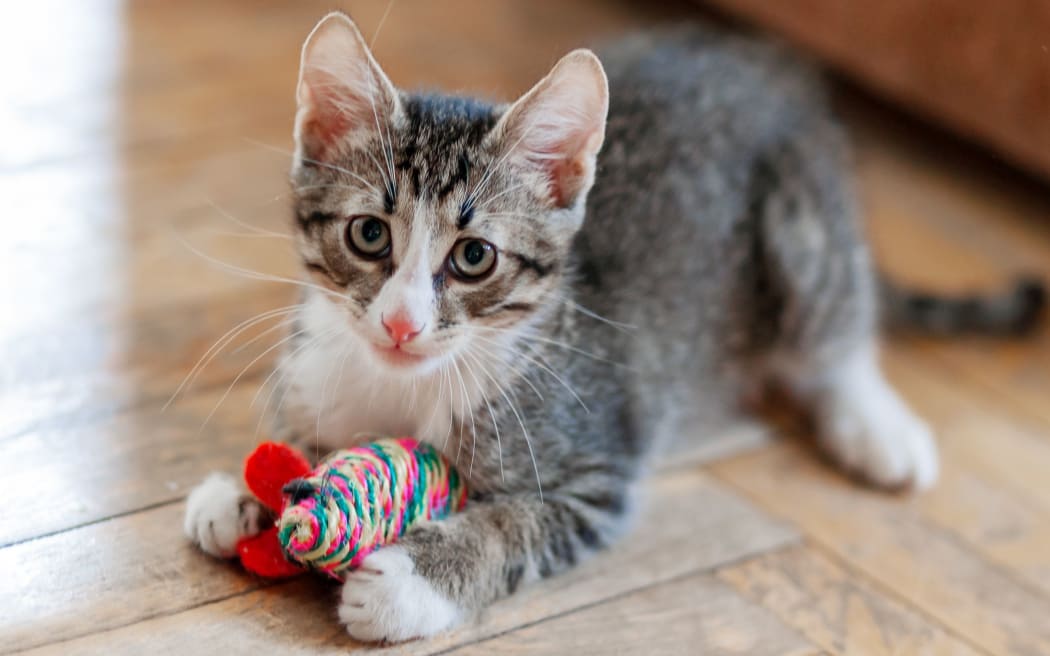 Cute gray kitten is playing with toy mouse. Funny pet on floor.