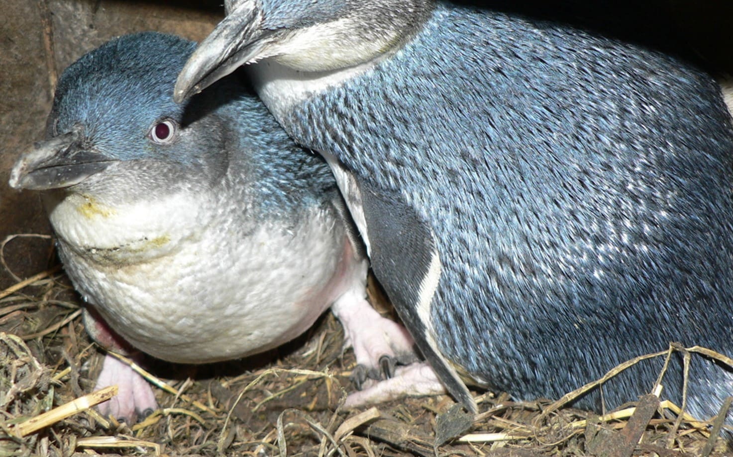 Kororā penguins