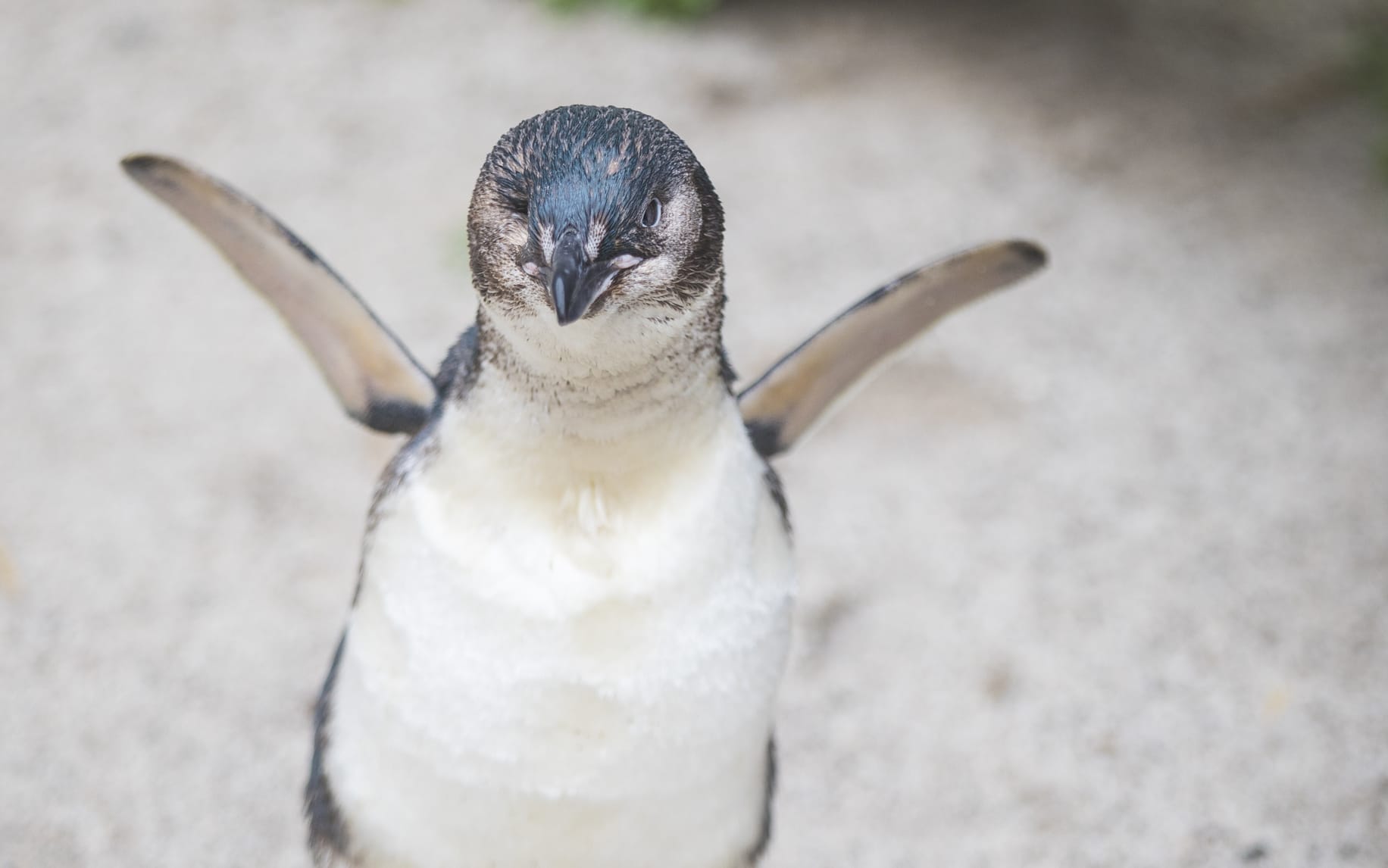 Captain won National Aquarium of New Zealand's Penguin of the Year.