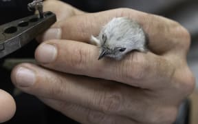 A tiny pōpokotea whitehead being banded before release into Bushy Park Tarapuruhi.