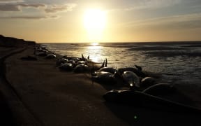 Pilot whales stranded on Farewell Spit early Sunday morning.