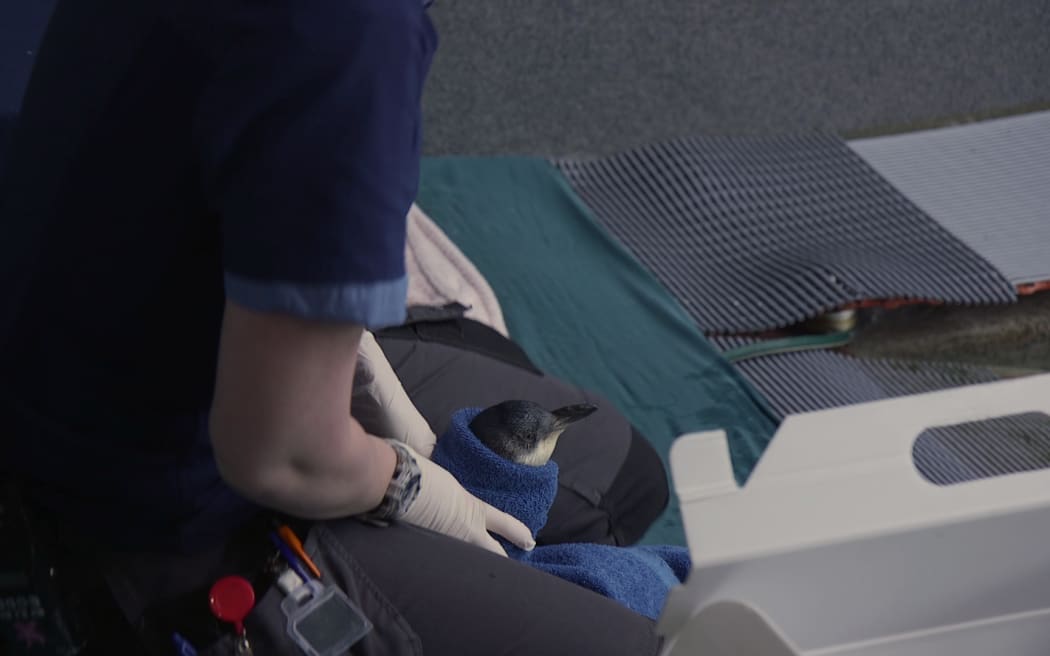 Penguin being cared for at Wellington Zoo