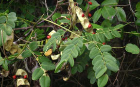 Lopa tree