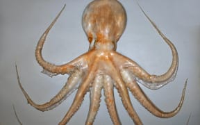 E_zealandicus