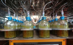 The compounds were first tested in laboratory experiments in rumen fluid.