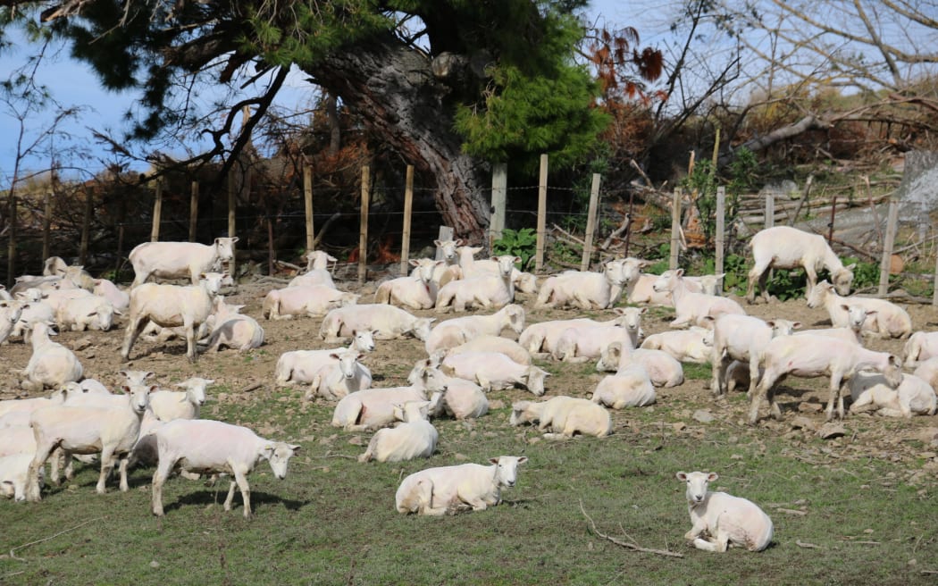 shorn ewes
