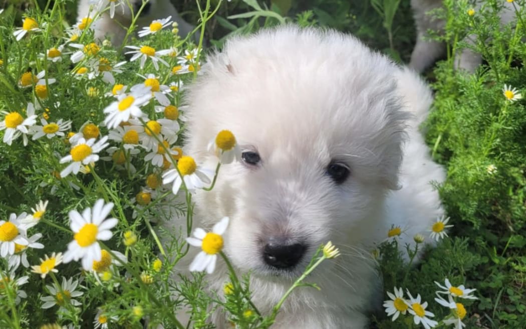 Maremma sheepdogs are a large Italian breed used to guard livestock from predators such as including wolves.