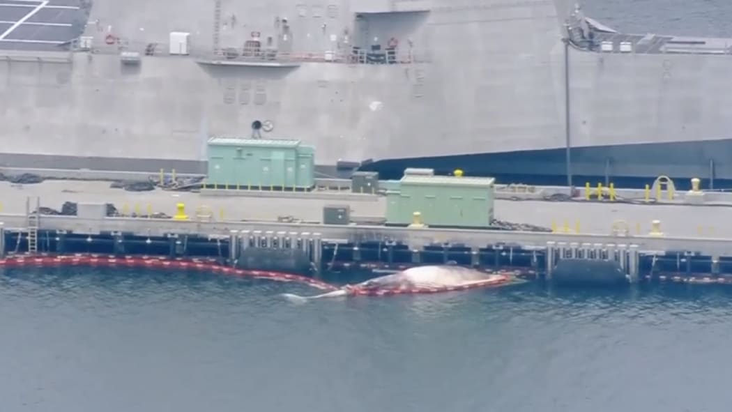 The death of two whales, a 20m one and an 8m, have been linked to the Royal Australian Navy destroyer HMAS Sydney.