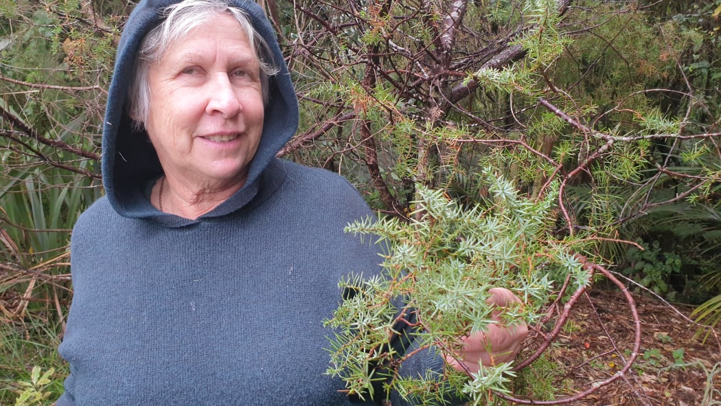 Marlene Busby with the juniper tree she planted in her Egmont Village garden 30 years ago.
