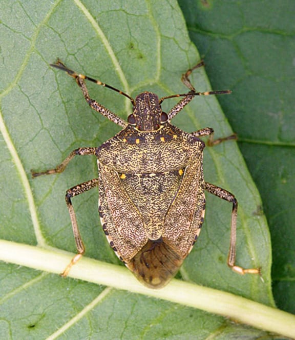 A male Brown Marmorated stink bug.