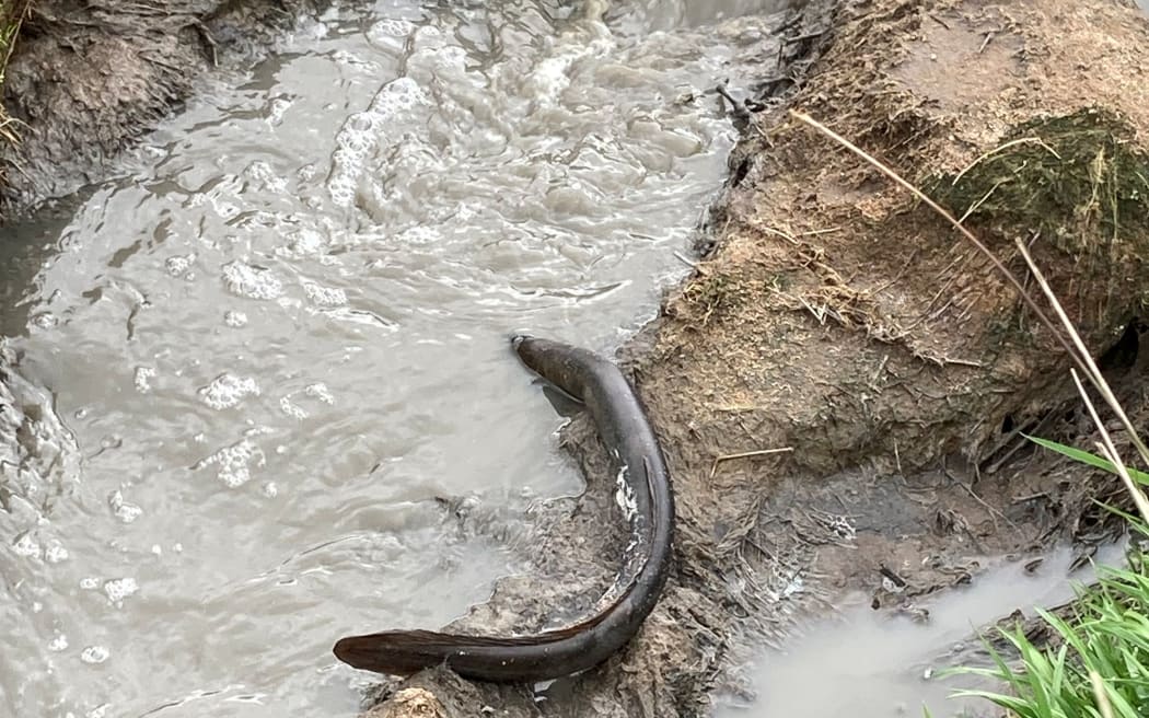 Dead eel found downstream from the farm.