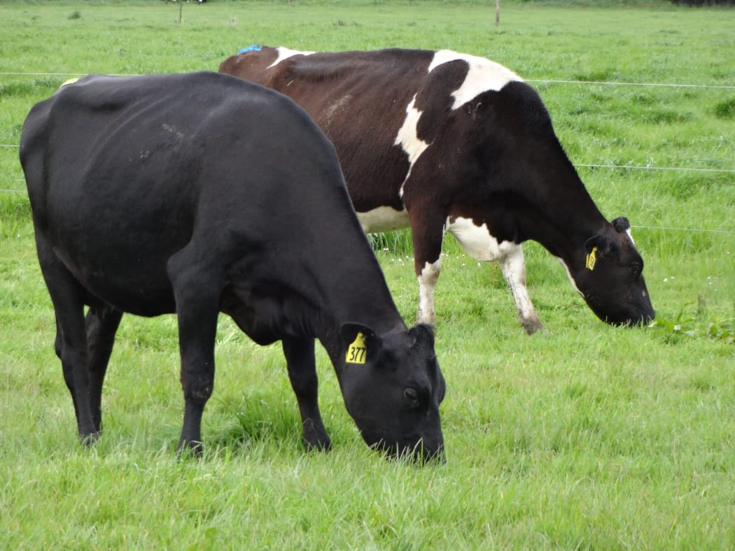 When cows graze on a paddock, they deposit a patch of concentrated nitrogen every time they pee.