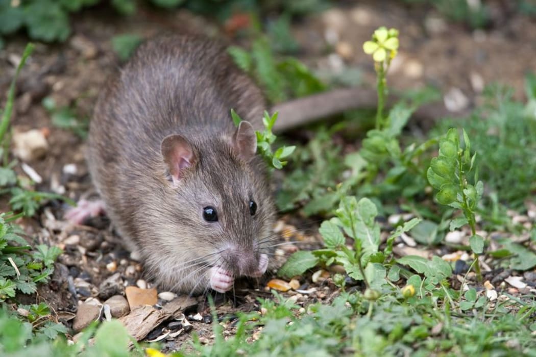 When beech trees flower and produce large amounts of seed it provides food for pests such as rats.