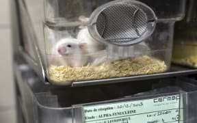 mouse in container