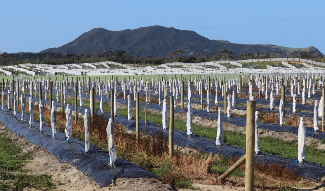 Avocado boom, Houhora, Aupouri Peninsula, 17 November 2019 Northern Advocate photo by Peter de Graaf  
NAG 24Dec19 - NAG 30Dec19 -