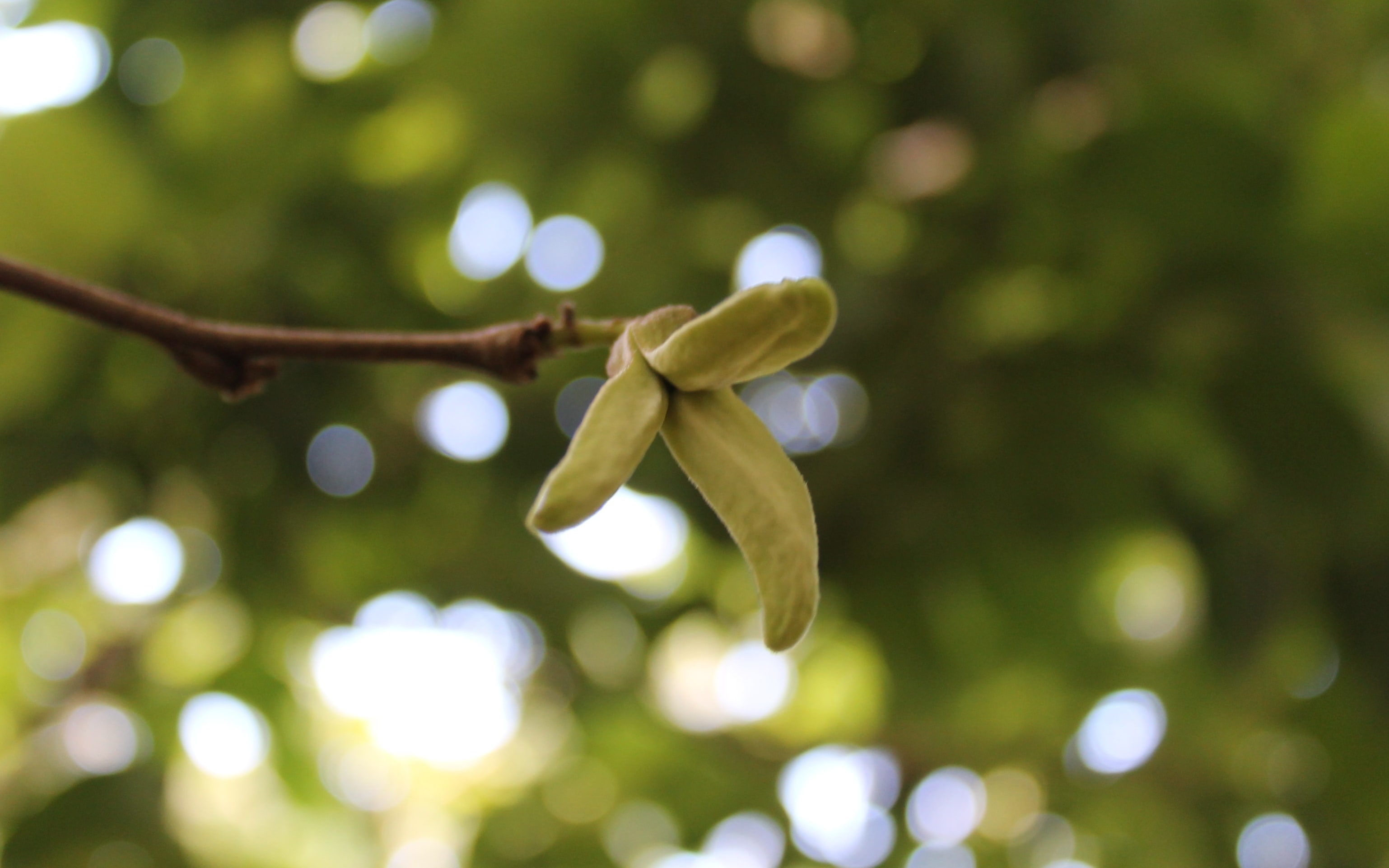 Cherimoya flower