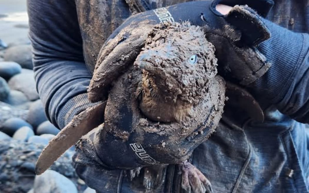 One of the kororā which was rescued after its nesting box was completely buried by a mud slip.