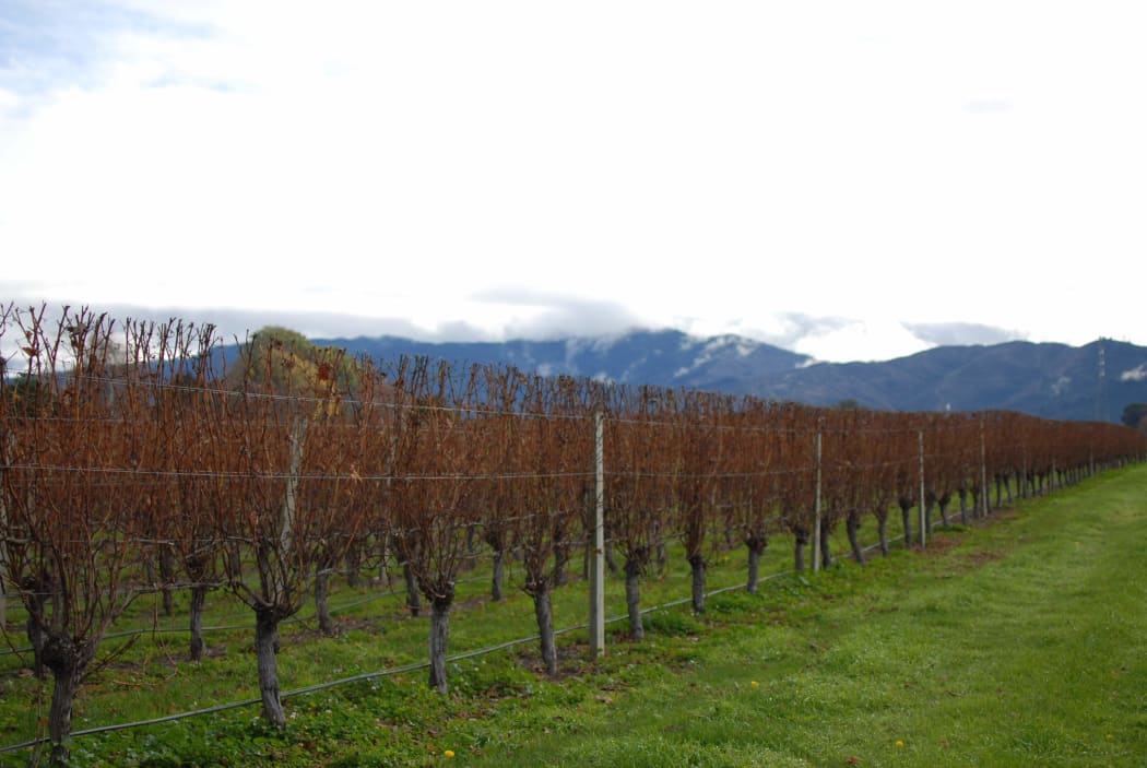 Unpruned grape vines in Marlborough during winter
